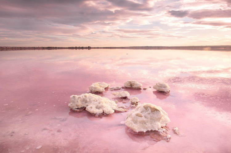 рожеве озеро