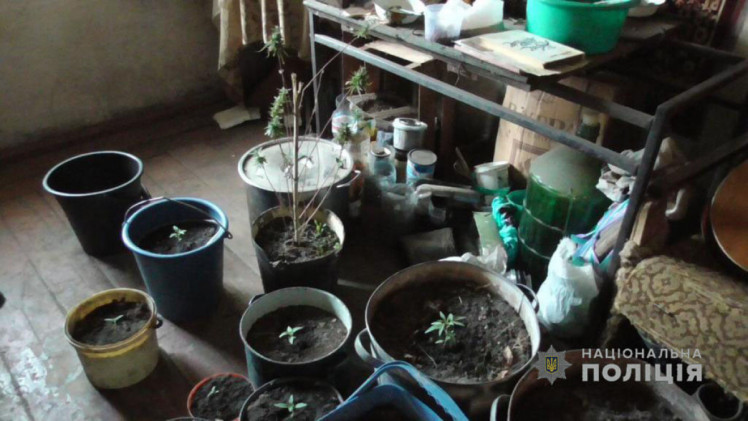 У Харківській області чоловік вирощував вдома наркотики 