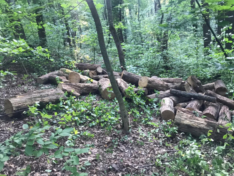 На Харківщині затримали лісових браконьєрів 