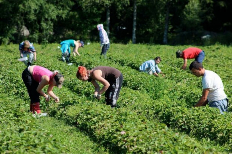 Українці найчастіше потрапляють у трудове рабство на Росії