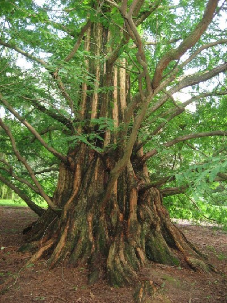 У Харкові є найстаріше дерево на планеті