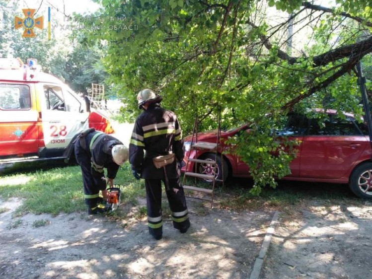 В Изюме дерево упало на легковой автомобиль