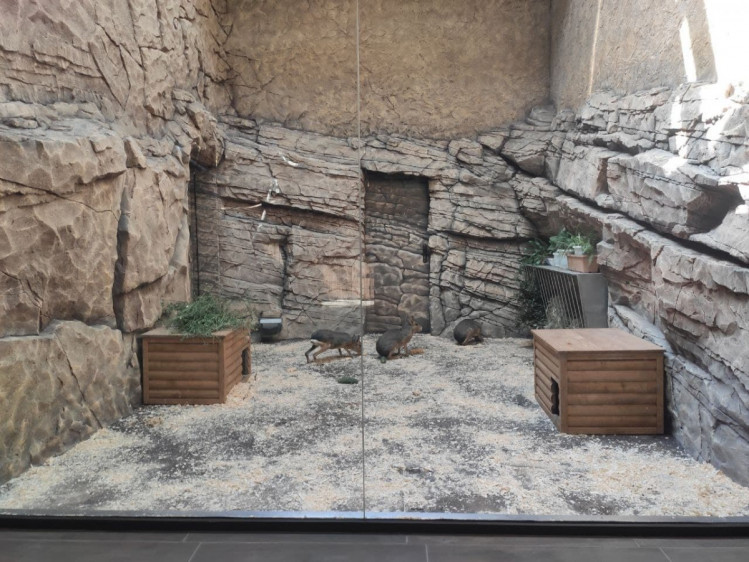 Реконструкция в харьковском зоопарке — на финальной стадии