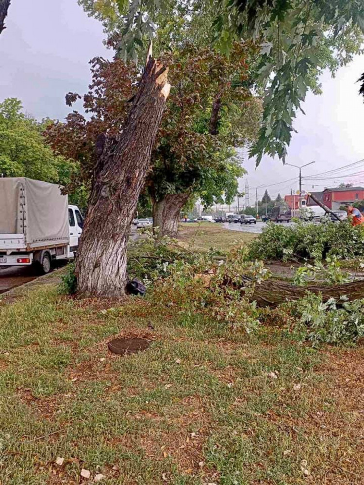 Коммунальщики убрали дерево, которое упало на дорогу в Харькове