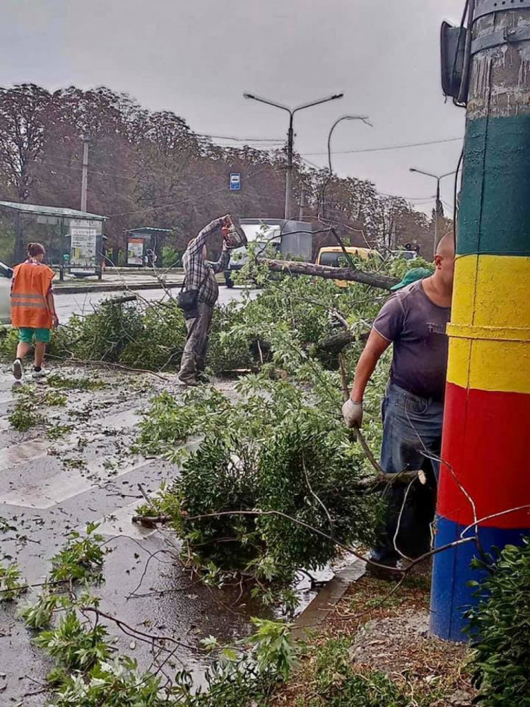 В Харькове стихия сломала большое дерево