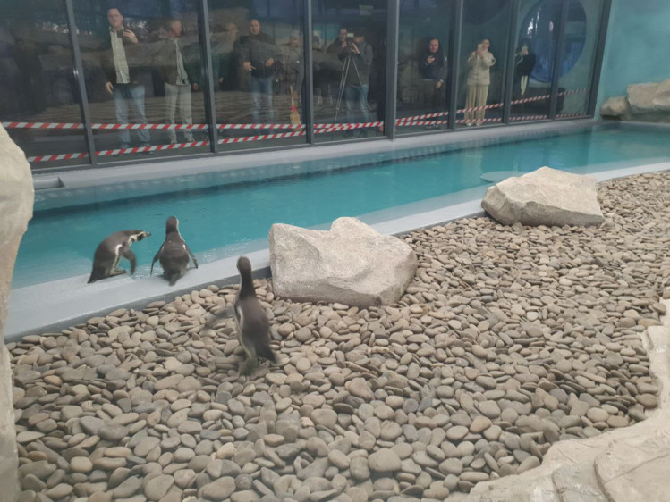В Харьков привезли редких пингвинов Гумбольдта