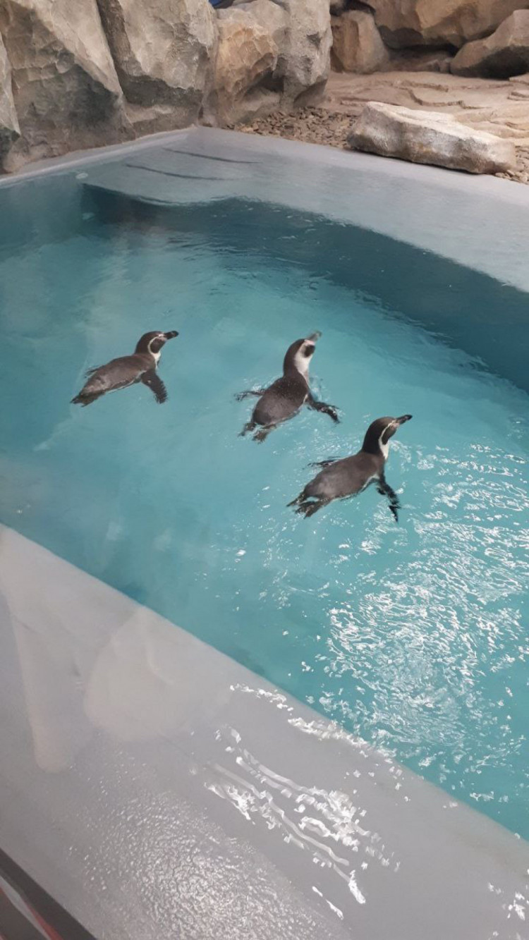 В Харьков привезли редких пингвинов Гумбольдта