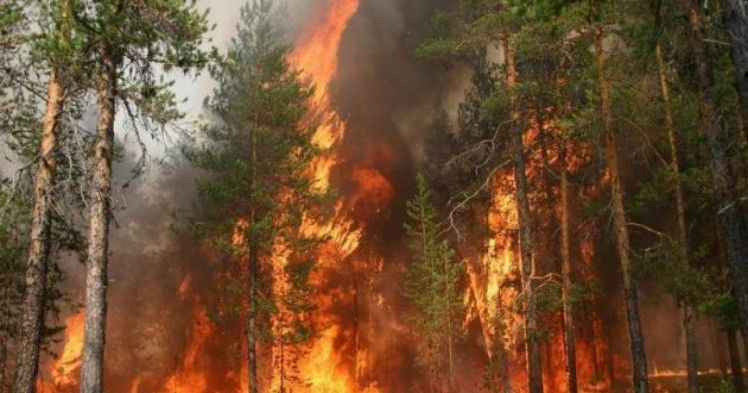 Пожар в хвойном лесу