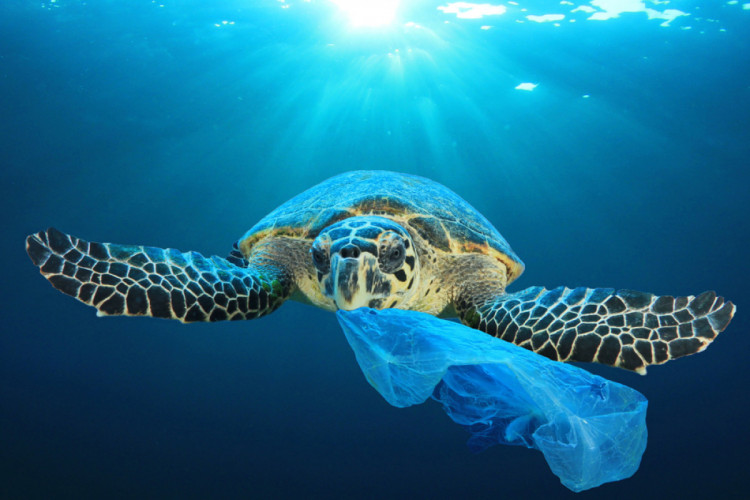 У морі пластик убиває тварин