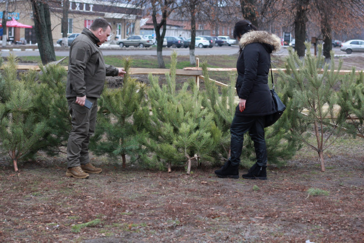 Как законно приобрести елку в Харькове