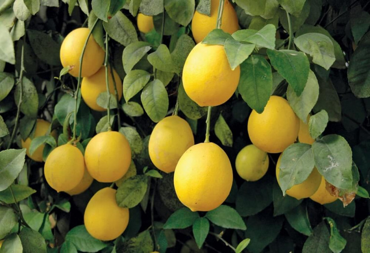 плантации лимонов под харьковом