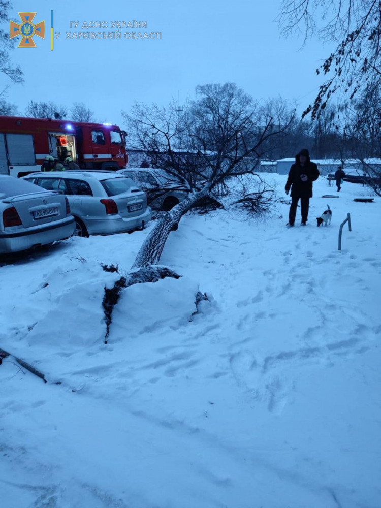В Харькове сильный ветер повалил ветки на легковушку