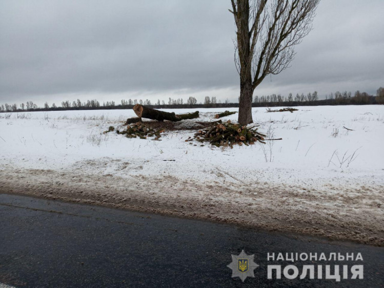На Харківщині молодий чоловік знищив дерев на третину мільйона гривень