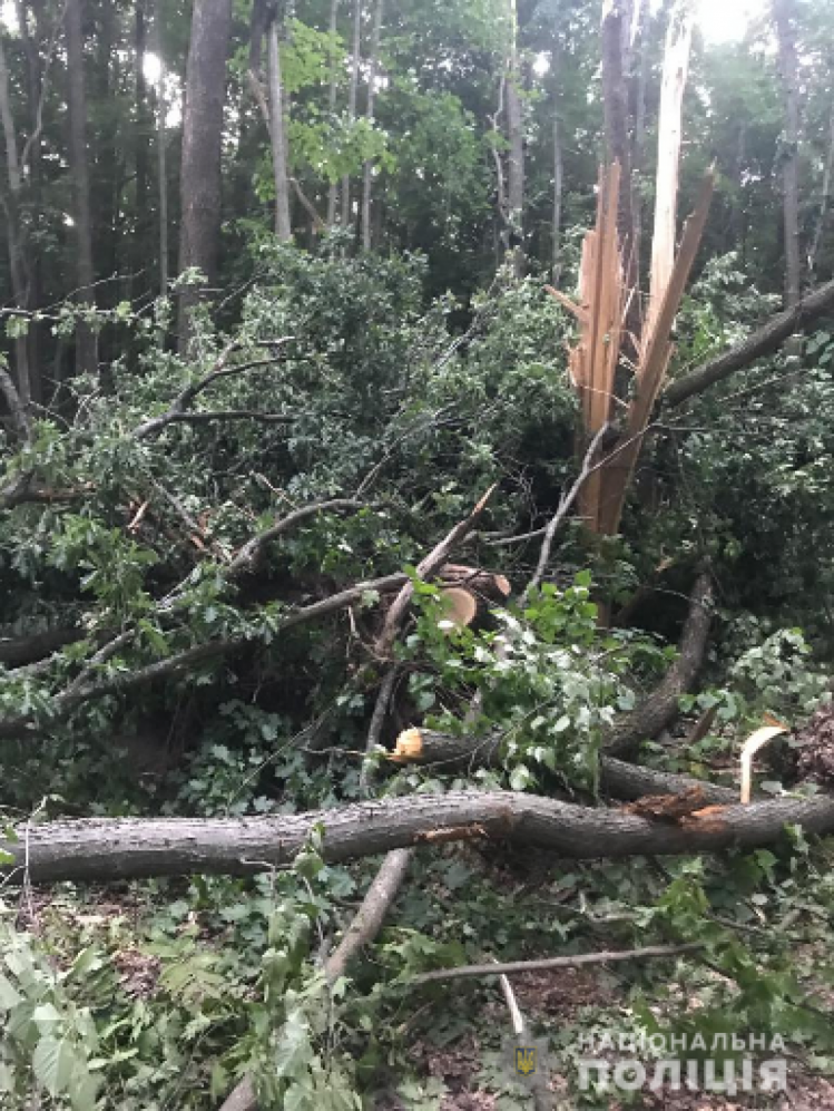 На Харківщині зловмисники знищили дерев на 505 тис. грн